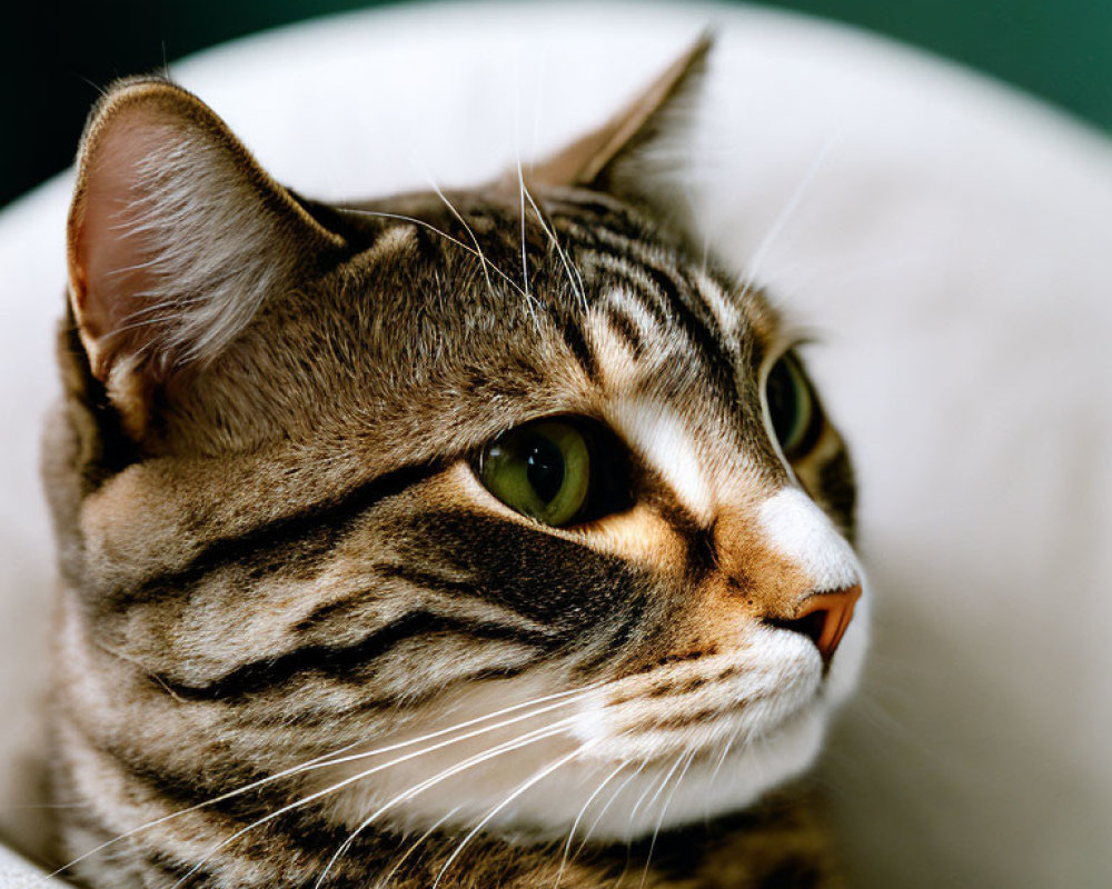 Tabby Cat with Striped Fur Sitting on White Surface Against Green Background