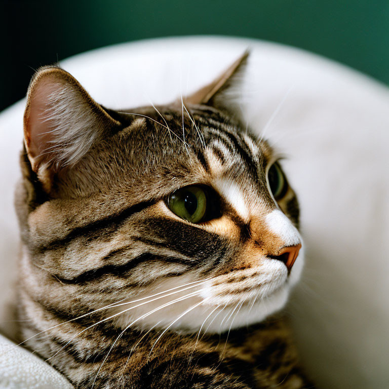 Tabby Cat with Striped Fur Sitting on White Surface Against Green Background