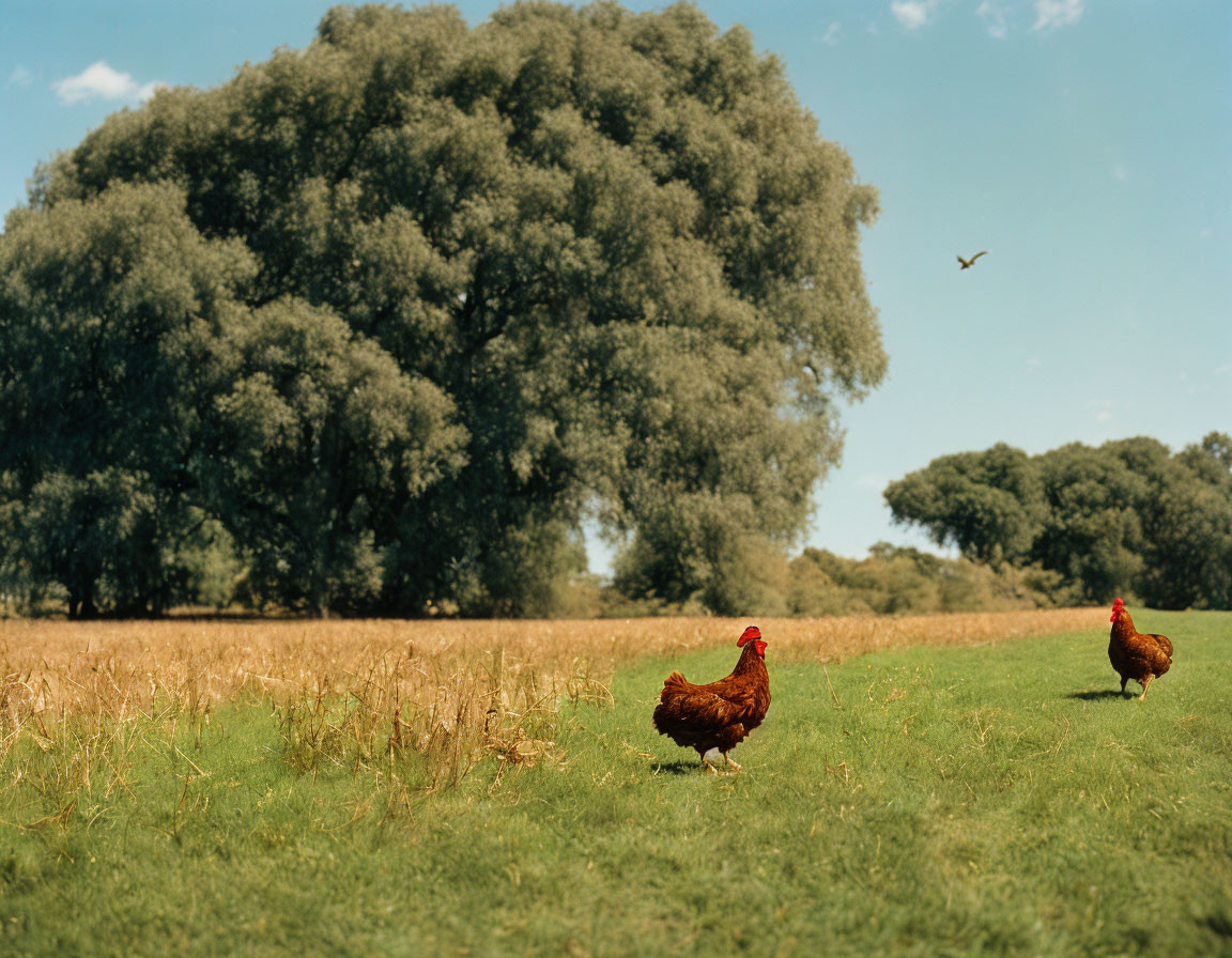 Sunlit field with two chickens, tree, and flying bird.