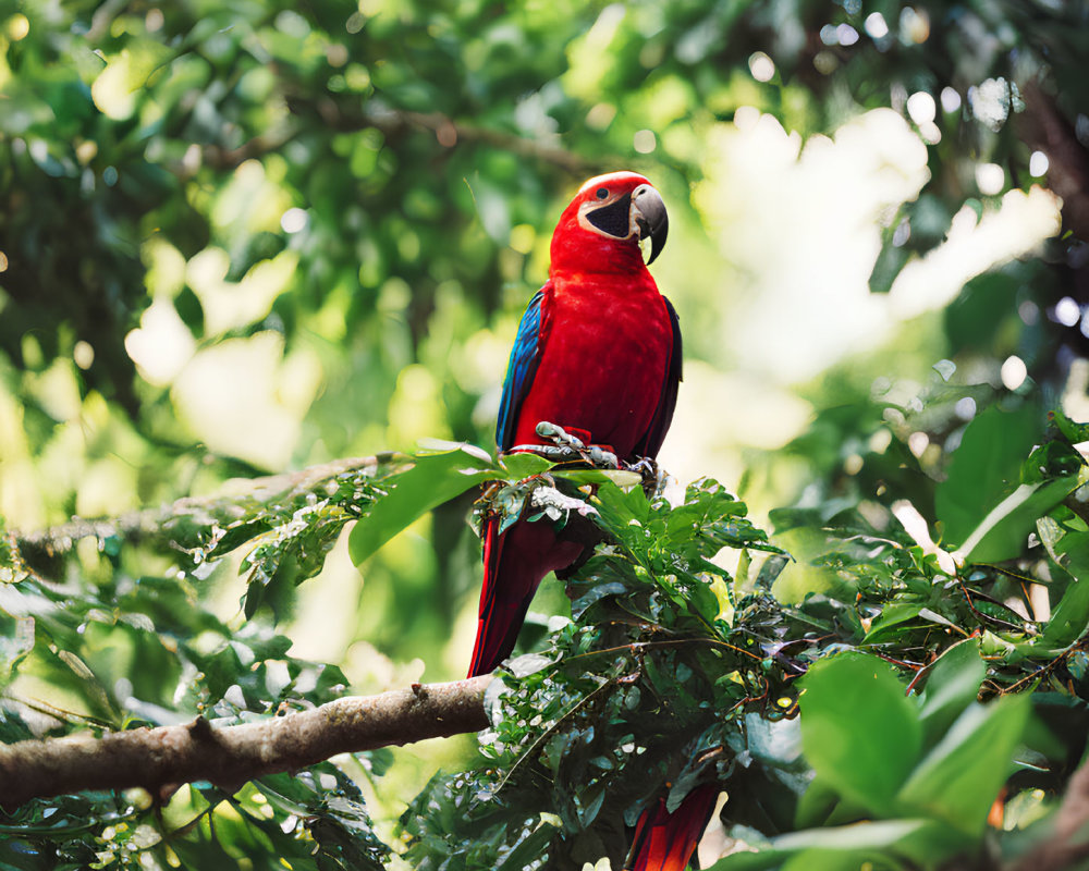 Colorful Scarlet Macaw on Branch in Lush Green Foliage