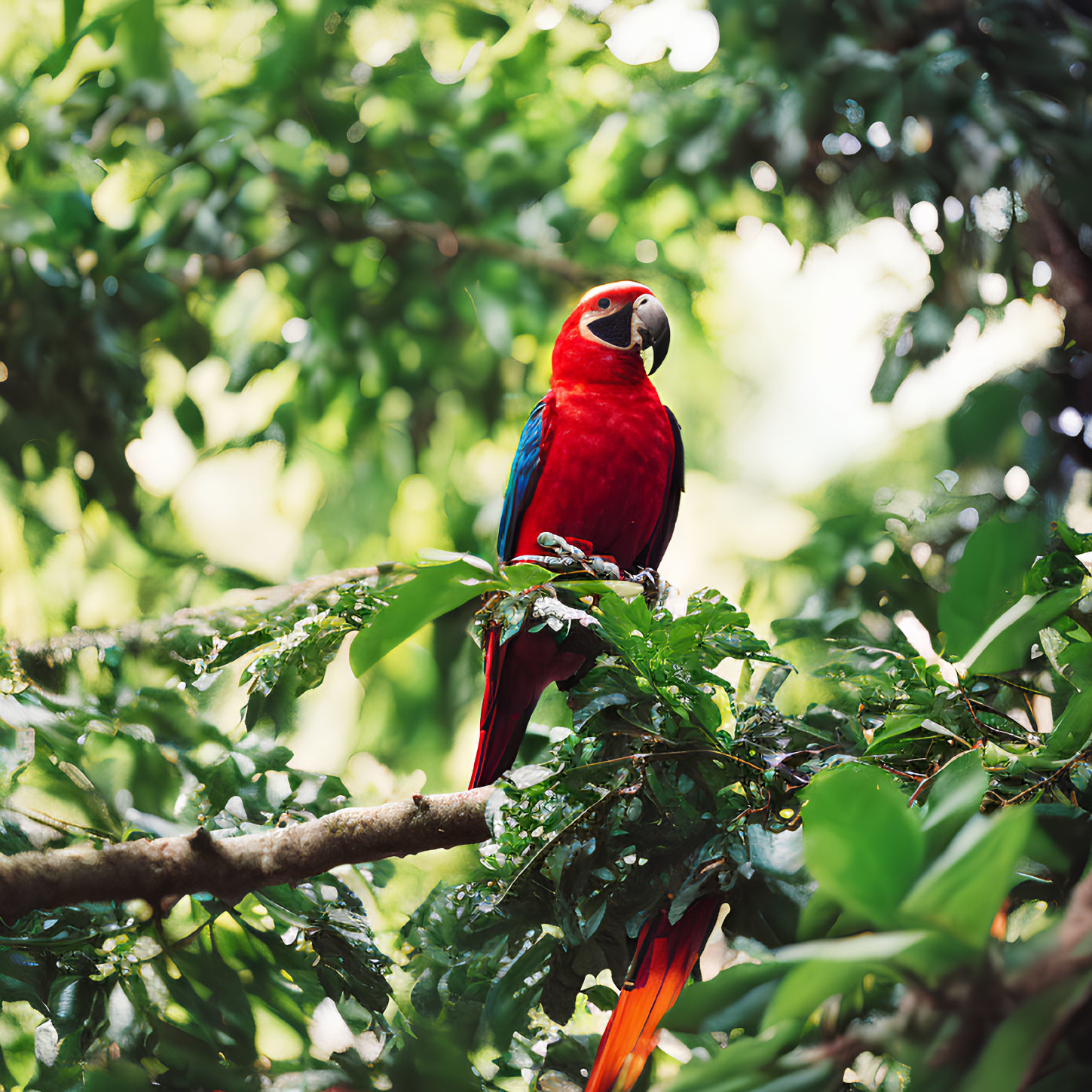 Colorful Scarlet Macaw on Branch in Lush Green Foliage