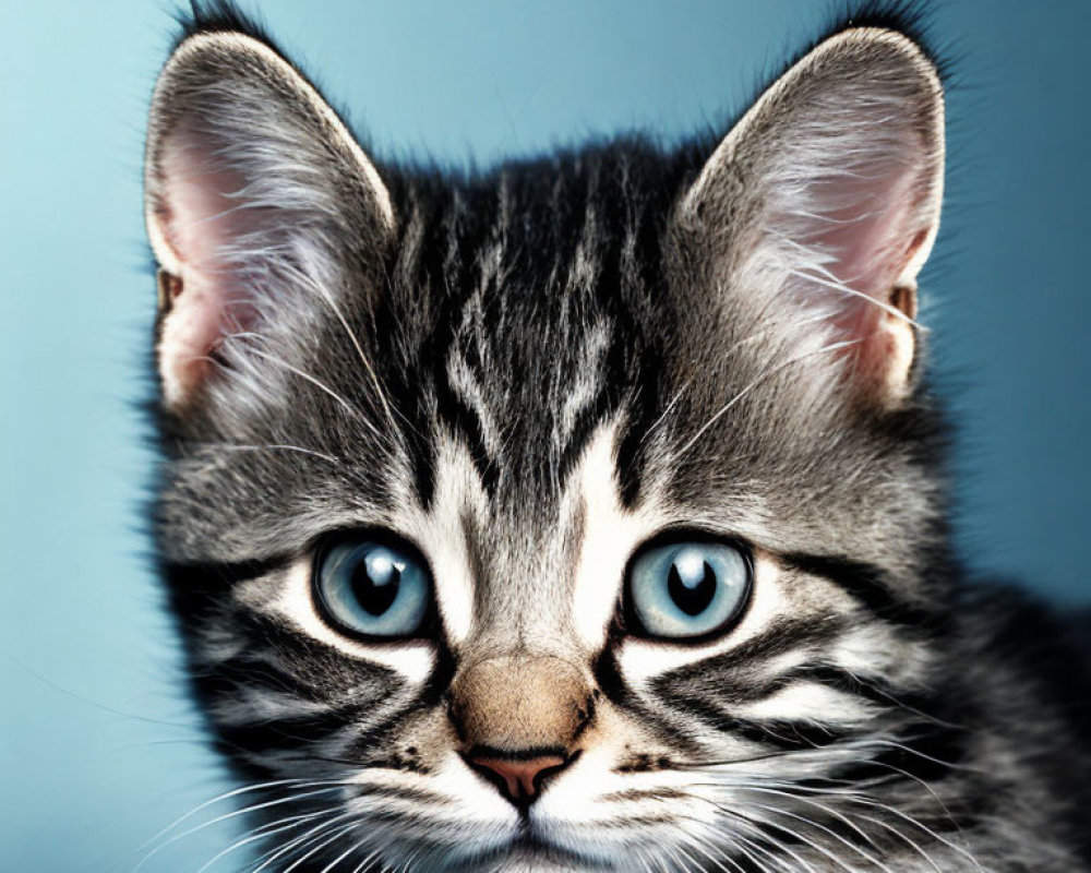 Striped Kitten with Bright Blue Eyes and Tufted Ears on Blue Background