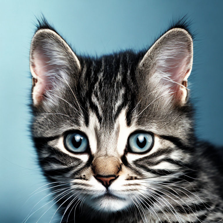 Striped Kitten with Bright Blue Eyes and Tufted Ears on Blue Background