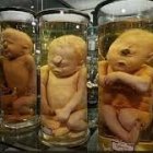 Collection of surreal infant figures with oranges as body parts in jars against dark botanical backdrop