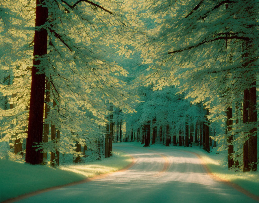 Snow-covered forest path under golden sunlight