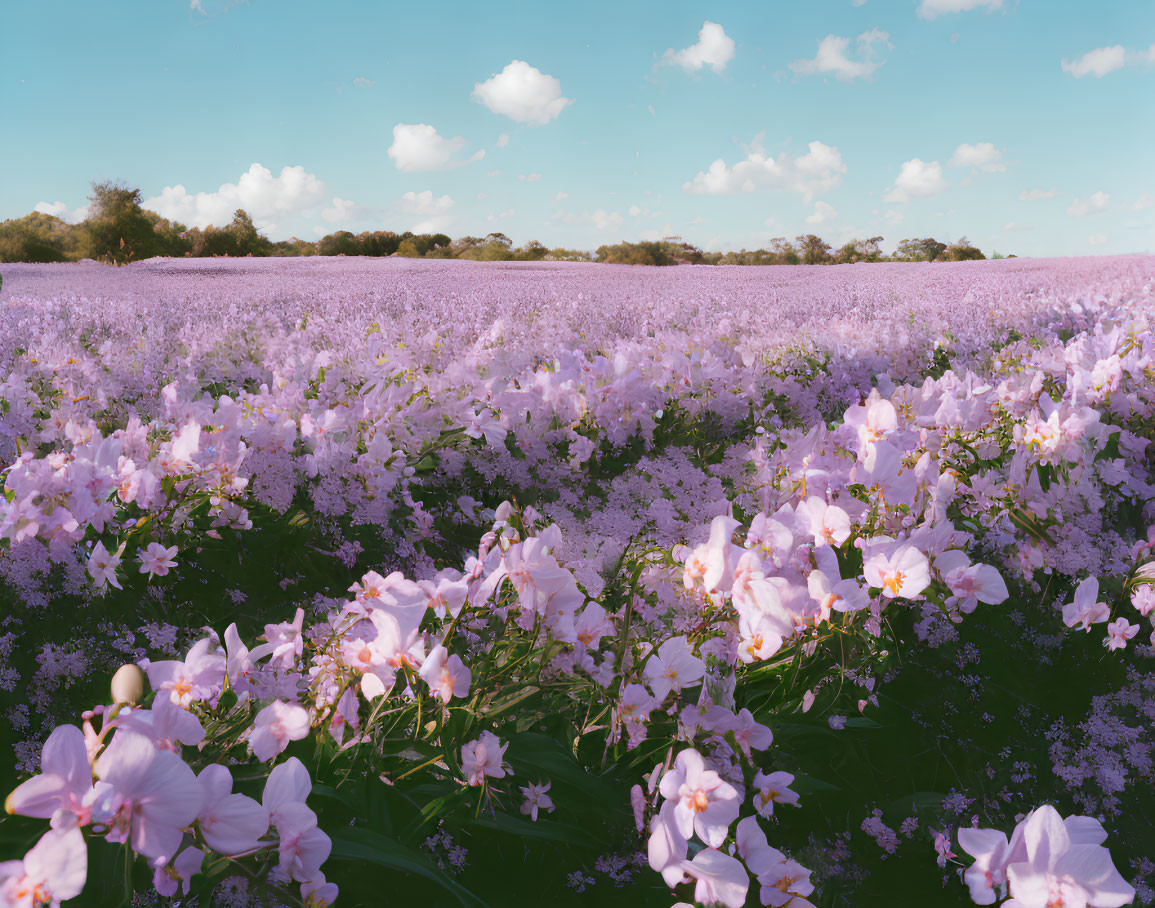 Pink Flowers Blooming in Vast Field Under Blue Sky