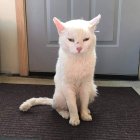 Majestic white cat with green eyes in ancient village setting