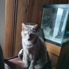 Tabby cat with pendant near ornate door, books, and pipe