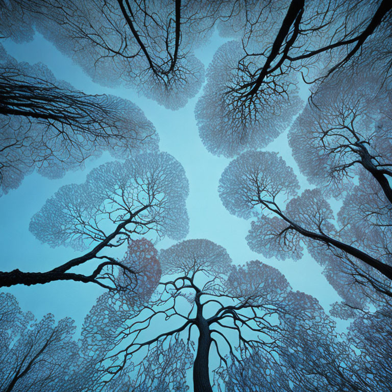 Twilight sky silhouette: intricate tree branches like veins.