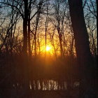 Mystical forest scene with owl on tree under crescent moon.