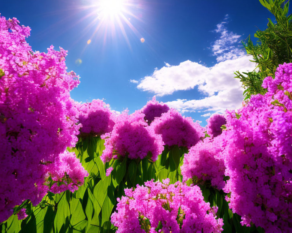 Bright pink crepe myrtle flowers in sunny blue sky with green foliage