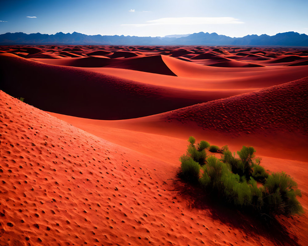 Vibrant red sand dunes under clear sky with lush green shrubs.