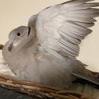 White doves in nest with one vocalizing