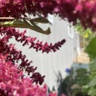 Dragonfly on pink flowers under sunny sky with green leaves and berry.