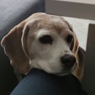 Brown and white Beagle resting on sofa with gray blanket.