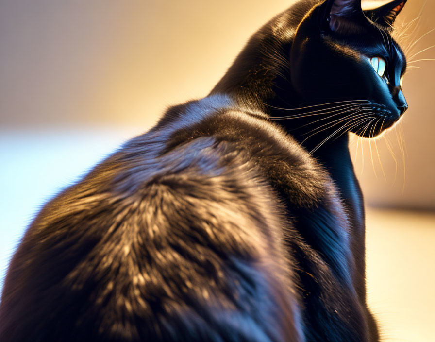 Pensive black cat with glossy fur in warm light