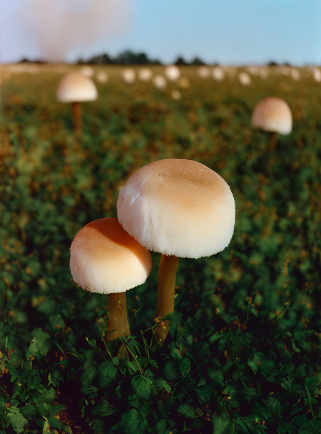 Large Dewy Mushrooms in Field under Clear Blue Sky