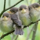 Four Colorful Budgerigars Perched on Branch with Green Foliage