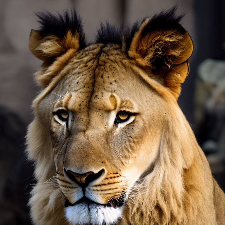 Close-Up of Lion's Focused Eyes and Mane in Background