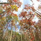 Fantasy treehouse with spiraling staircases in golden autumn setting