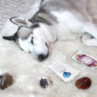 White Dog's Face Decorated with Colorful Sequins and Jewels