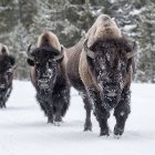 Three yaks with thick coats and long horns in snowy landscape