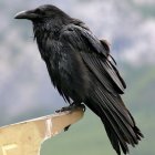 Glossy Raven Perched in Warm Backlit Glow