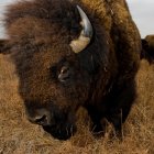 Armored bison with mechanical enhancements in grassy landscape