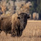 Three large brown buffalos with curved horns in grassy field under clear blue sky