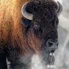 Bison with Metal Nose Ring and Ornaments in Close-up Shot