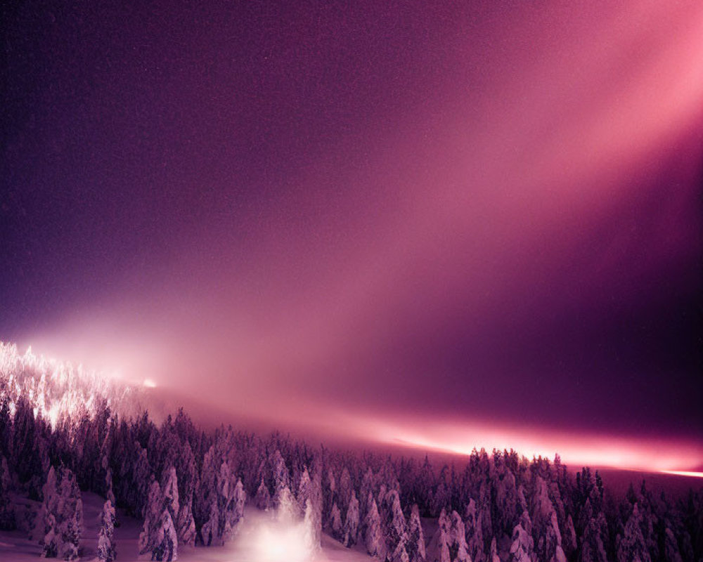 Snowy Night Landscape with Pink and Purple Aurora Above Silhouetted Pine Forest