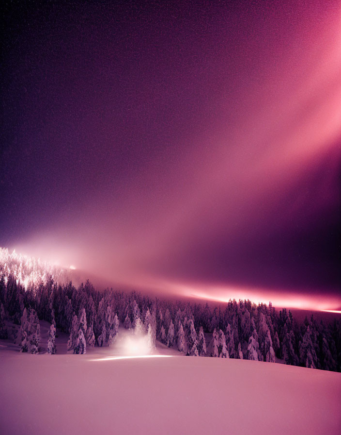 Snowy Night Landscape with Pink and Purple Aurora Above Silhouetted Pine Forest