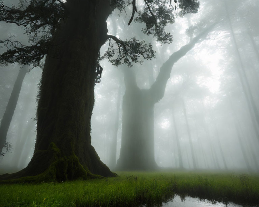 Ancient Trees in Misty Forest with Sunlight Filtering Through Fog