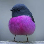 Vibrant Purple Bird with Intricate Patterns on Wooden Surface