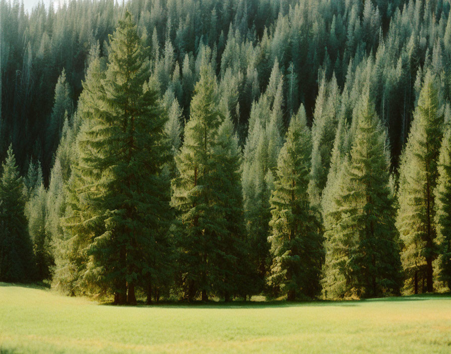 Tranquil forest scene with towering coniferous trees and sunlit clearing