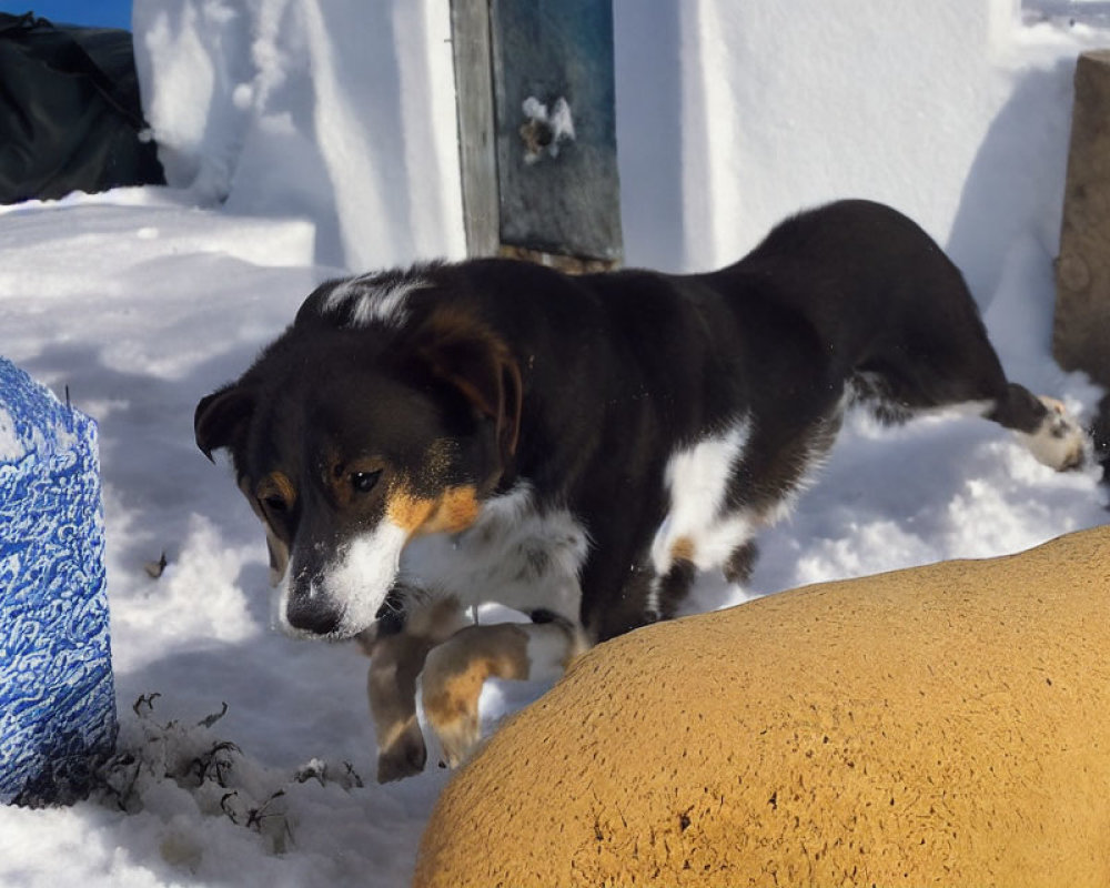 Black and Tan Dog Stepping Over Object in Snow Beside Blue Surface