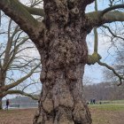 Whimsical tree with human face and pink cherry blossoms in serene park