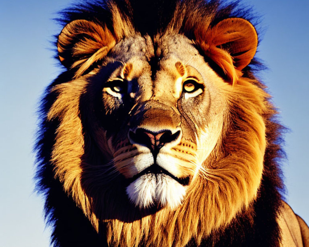 Majestic lion with full mane and piercing eyes against blue sky