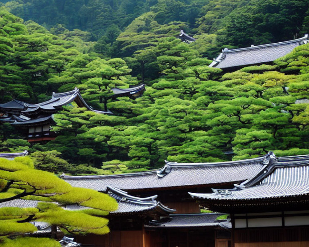 Traditional Japanese buildings with curved roofs in lush green forest setting