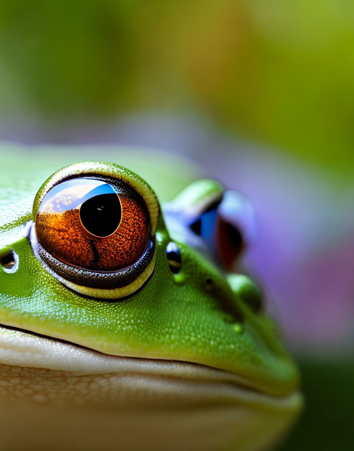 Close-Up of Green Frog's Reddish-Brown Eye in Soft Background