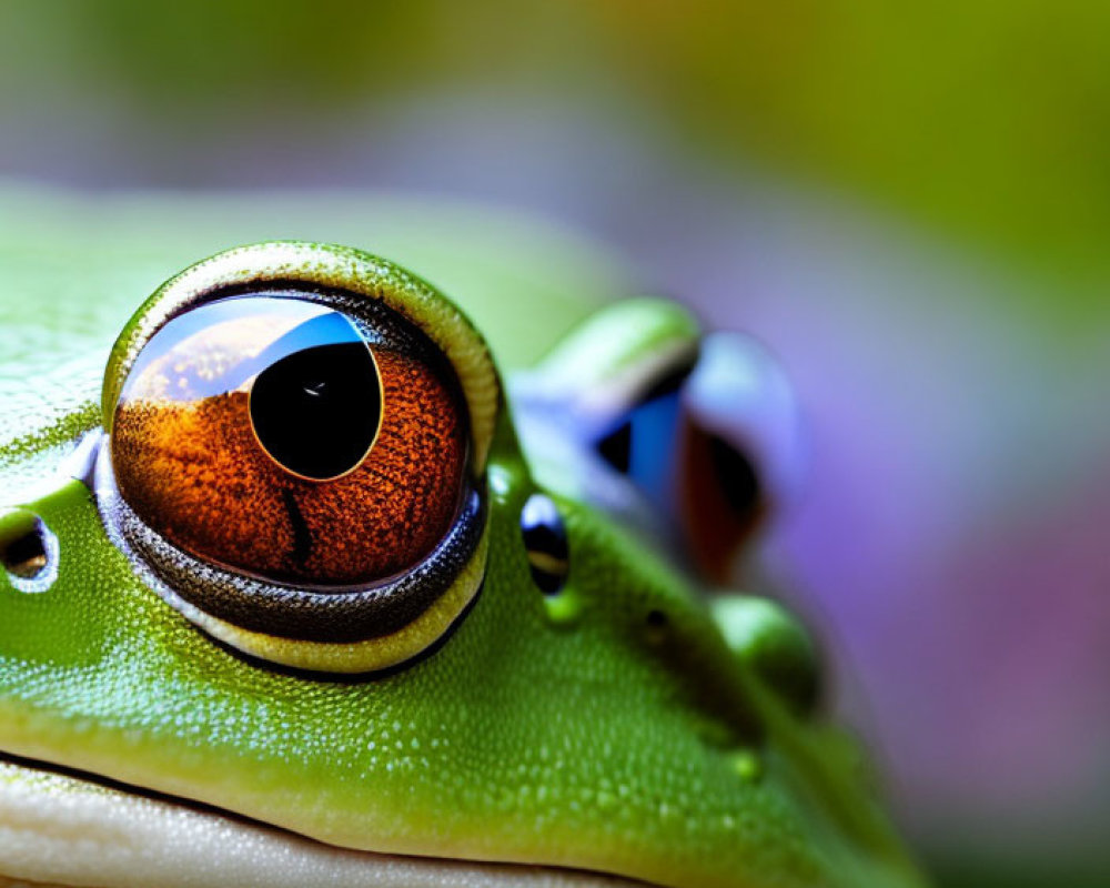 Close-Up of Green Frog's Reddish-Brown Eye in Soft Background