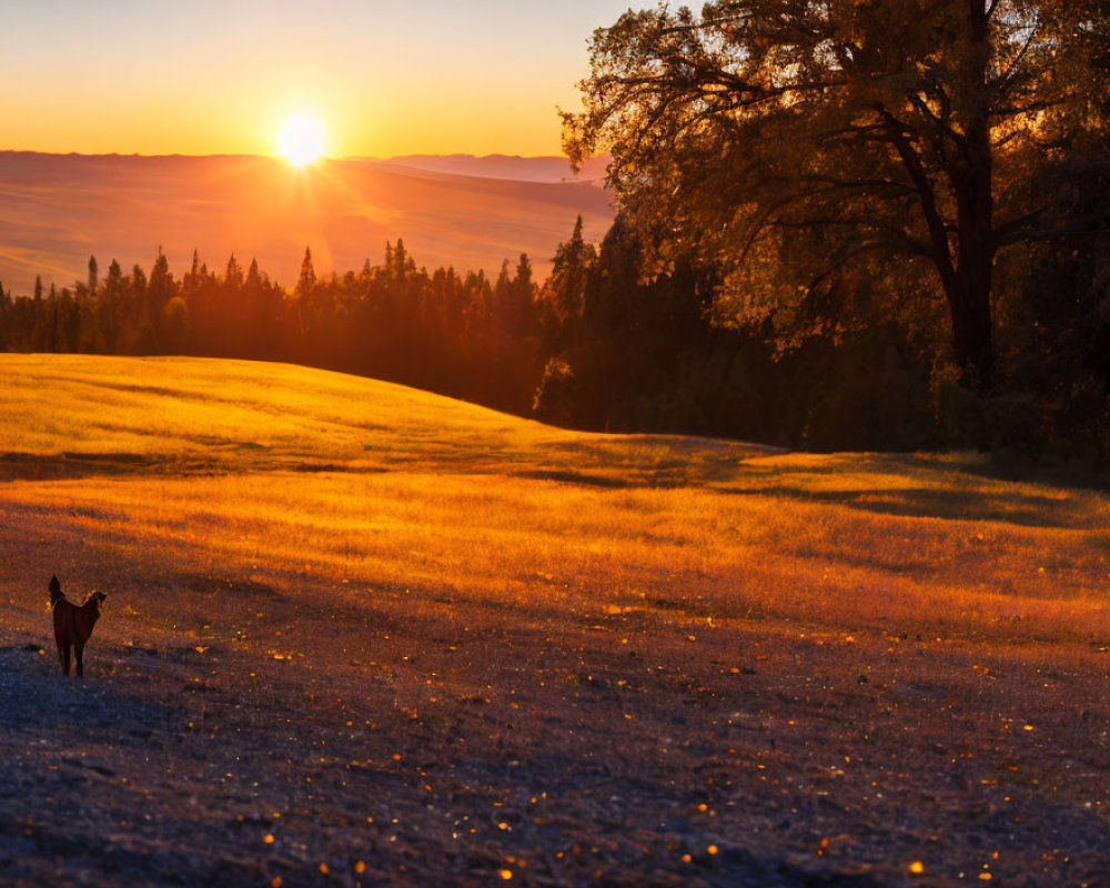 Dog in golden field at sunset with long shadows and solitary tree