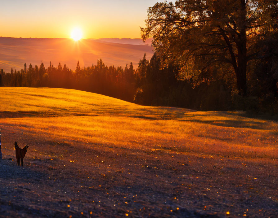 Dog in golden field at sunset with long shadows and solitary tree