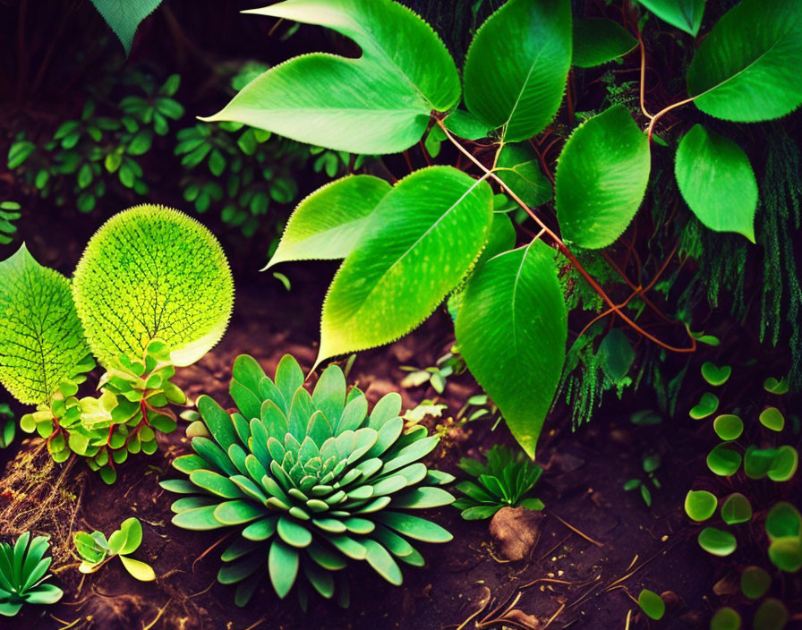 Various leaf textures and shapes in lush green foliage under warm sunlight