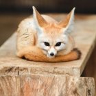 Fluffy Orange and White Cat with Large Expressive Eyes on Brown Blanket