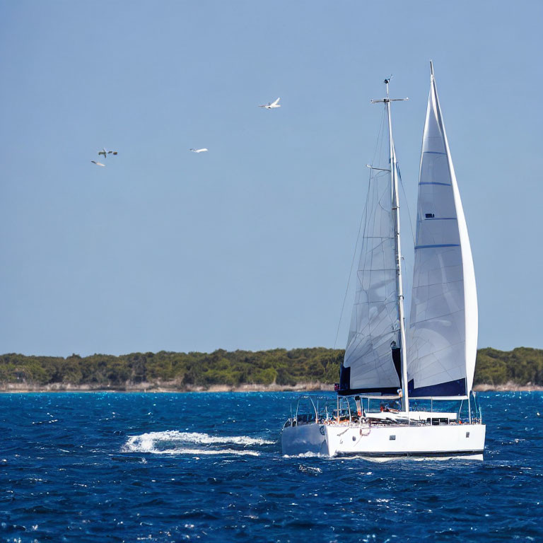 White sailboat on blue water with tree-lined coast and birds in clear sky