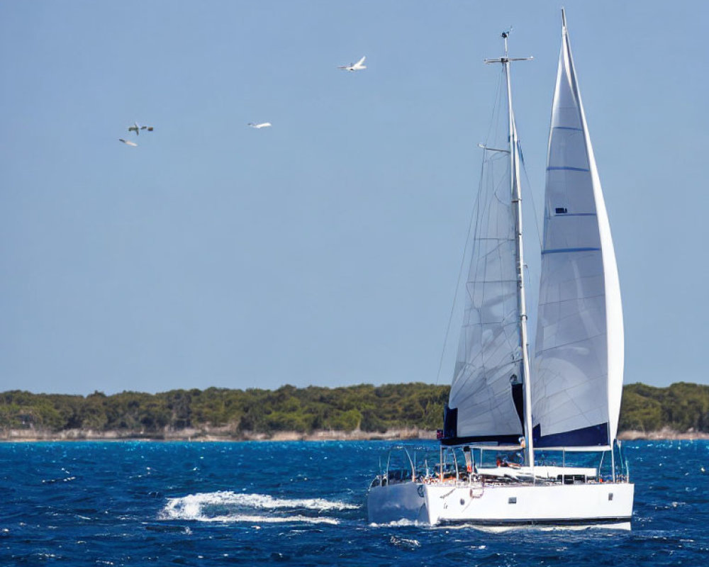 White sailboat on blue water with tree-lined coast and birds in clear sky