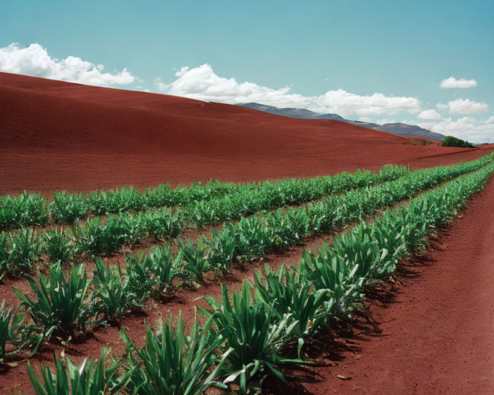 Neat rows of green plants on red soil under a blue sky.