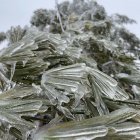 Twinkling multicolored lights on snow-covered evergreen trees