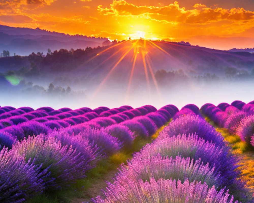 Scenic sunrise over purple lavender field and rolling hills